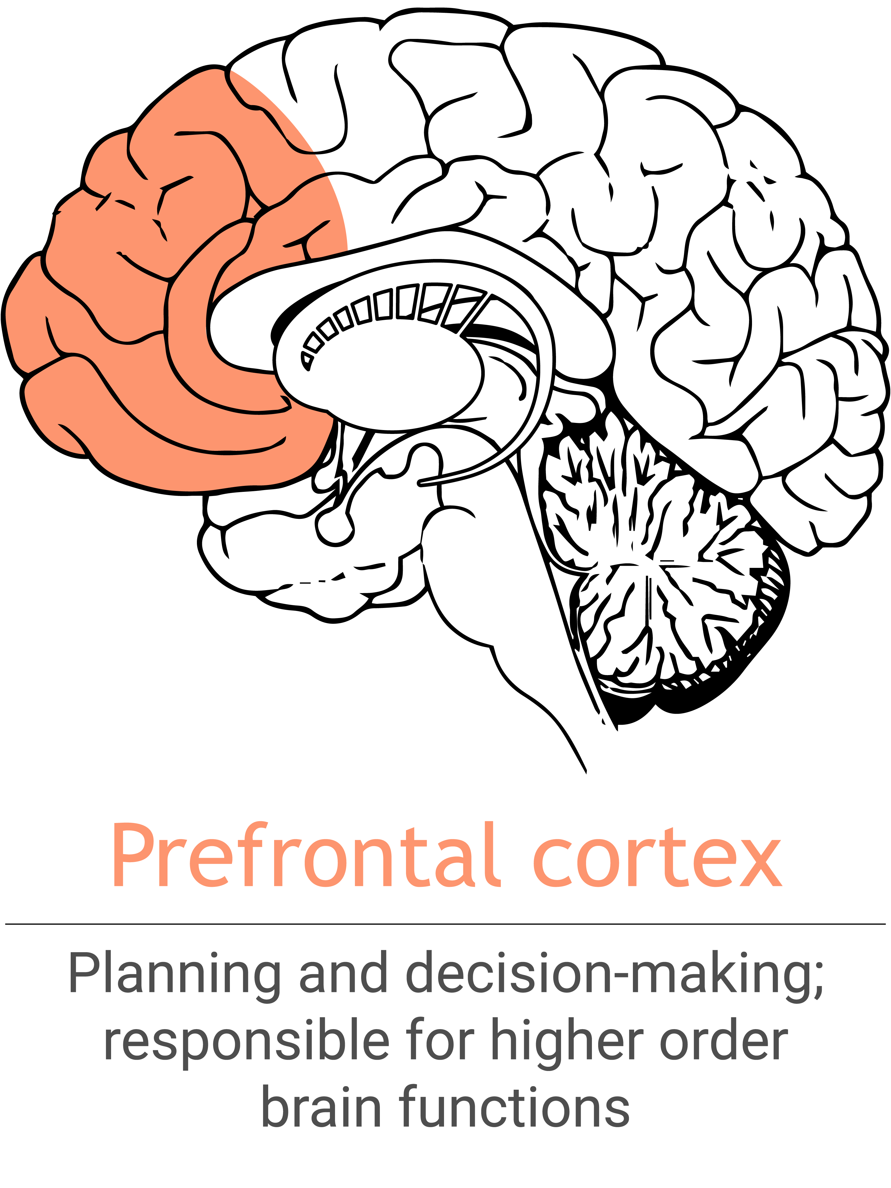 MSH_prefrontalCortex
