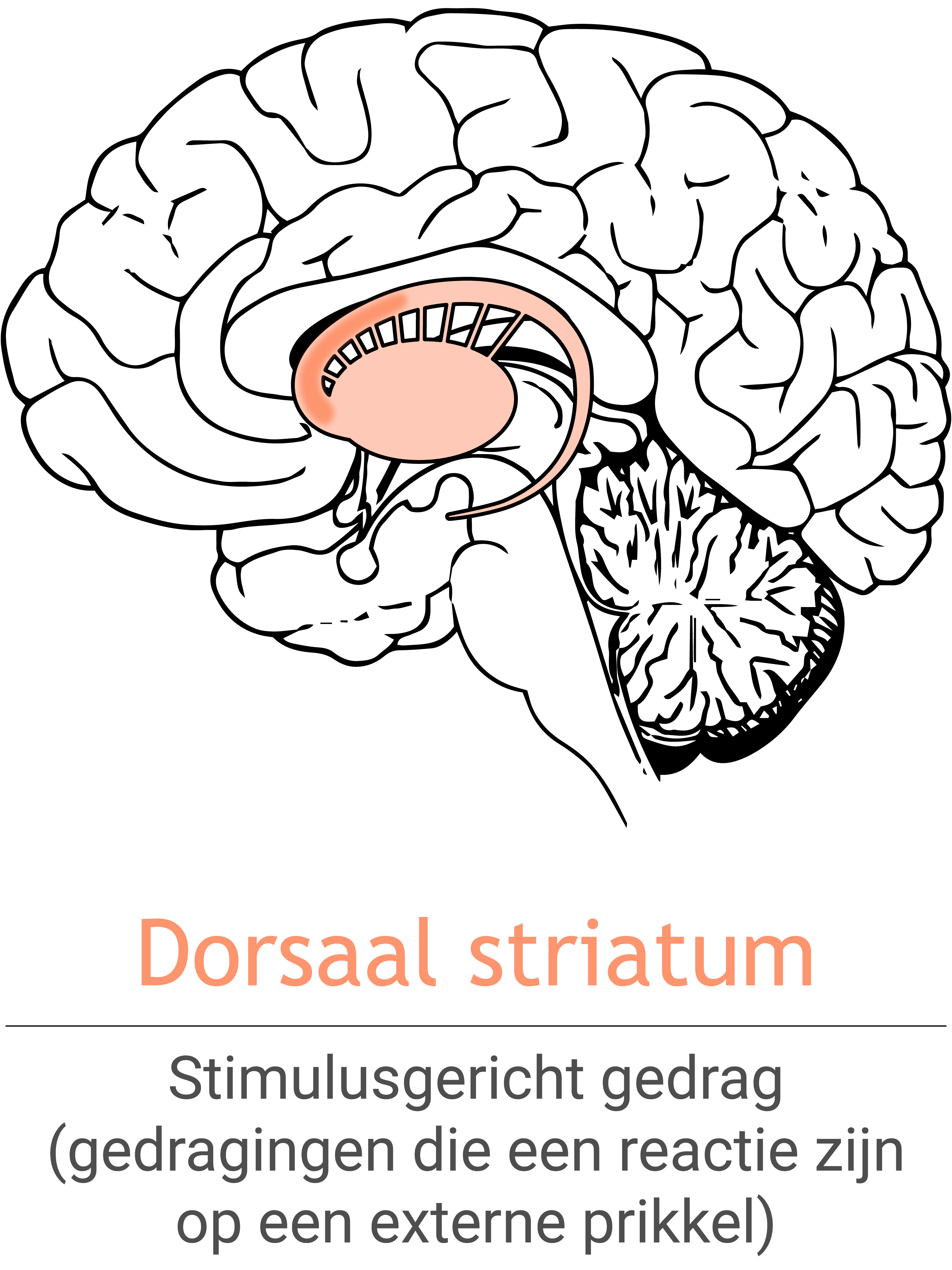 MSH_DorsalStriatum_NL