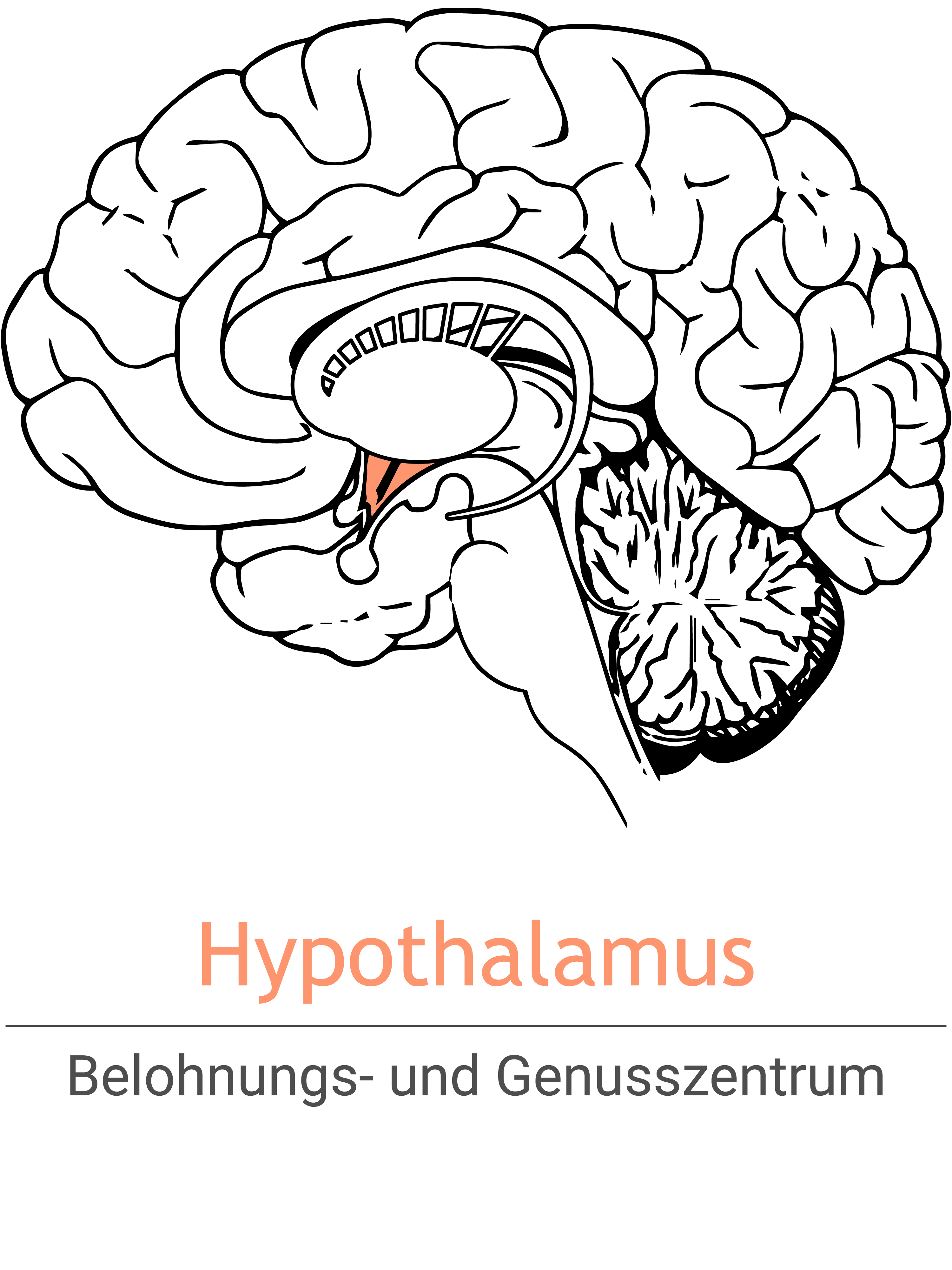 MSH_Hypothalamus_DE