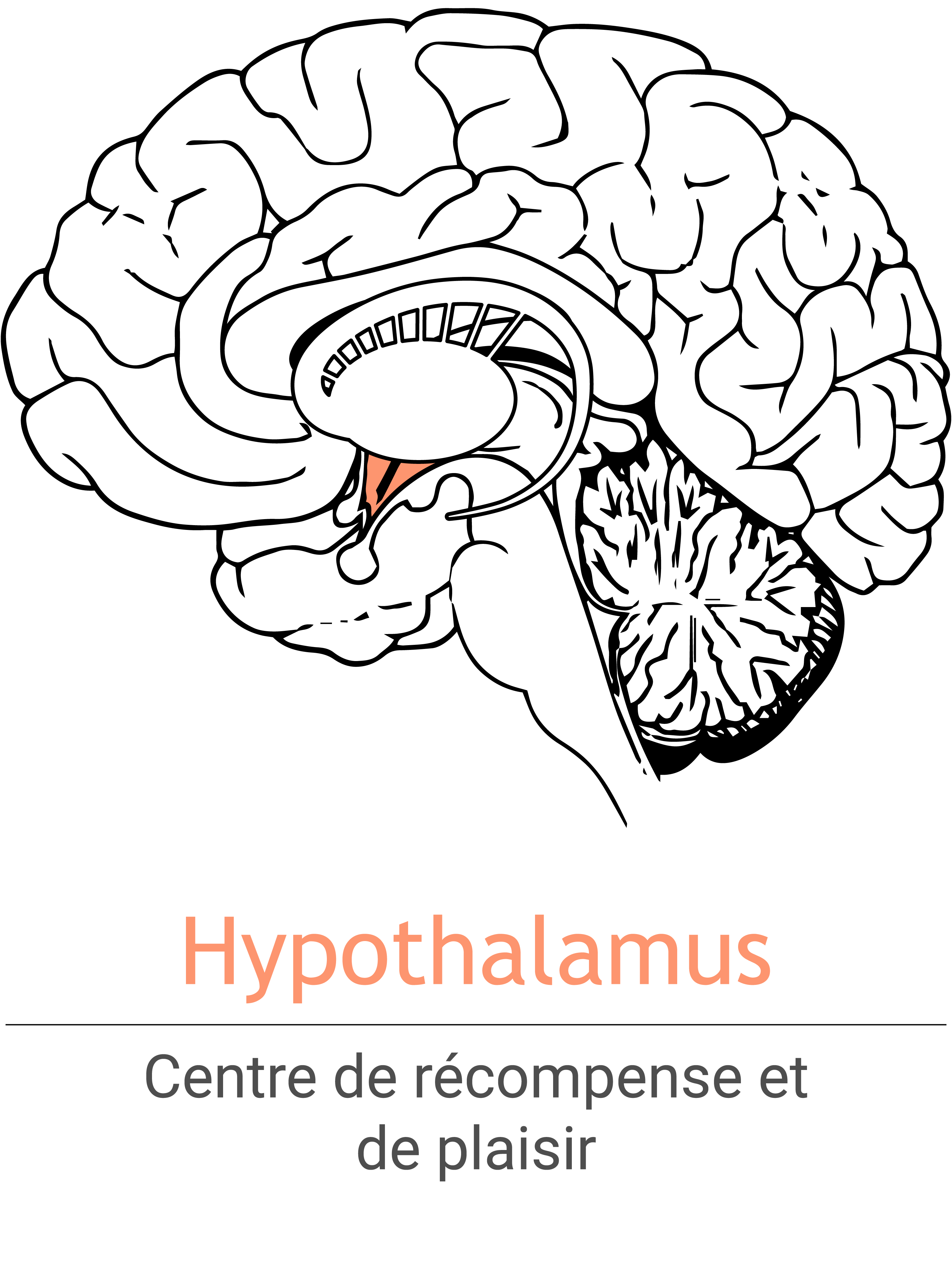 MSH_Hypothalamus_FR