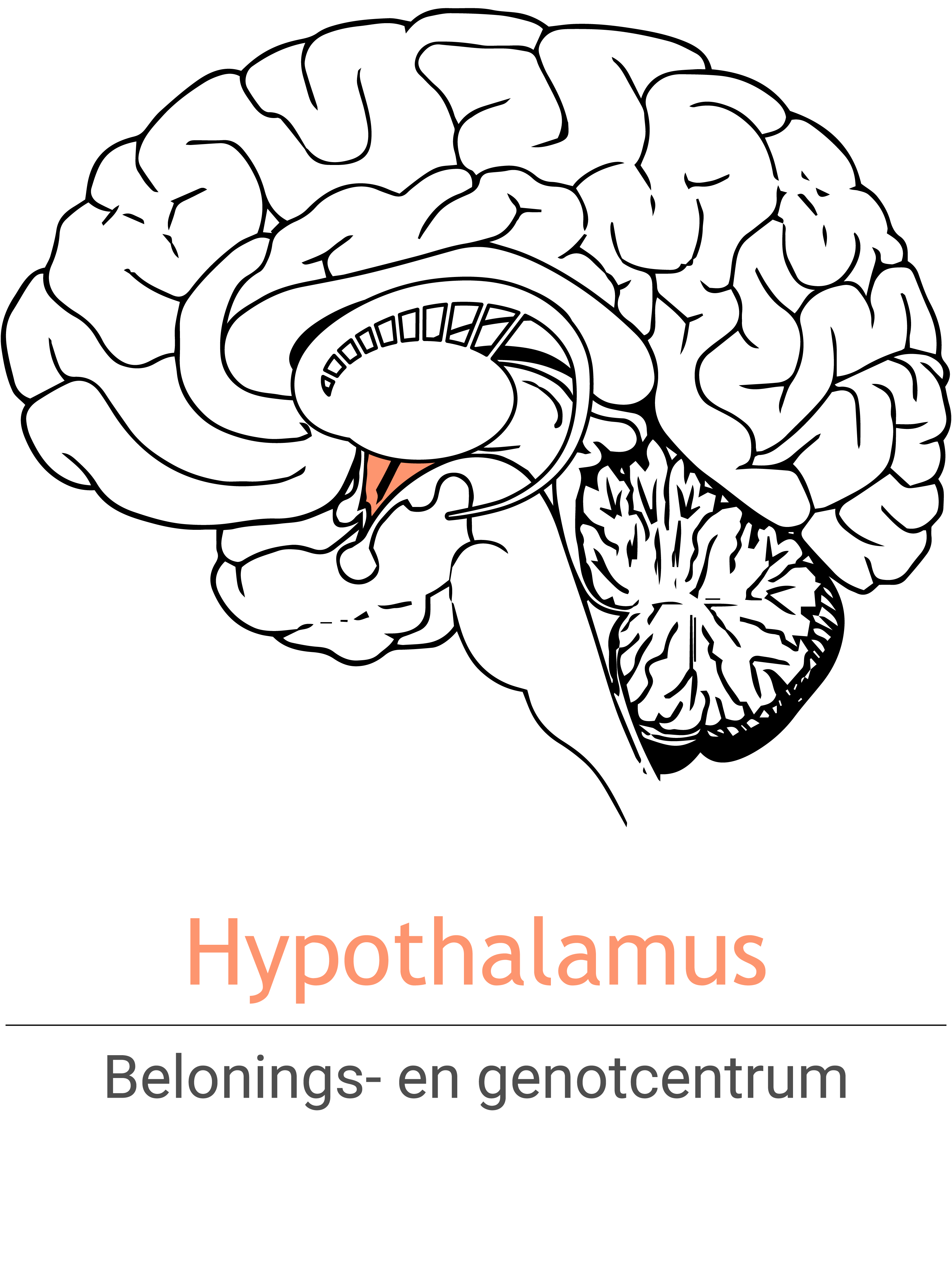 MSH_Hypothalamus_NL