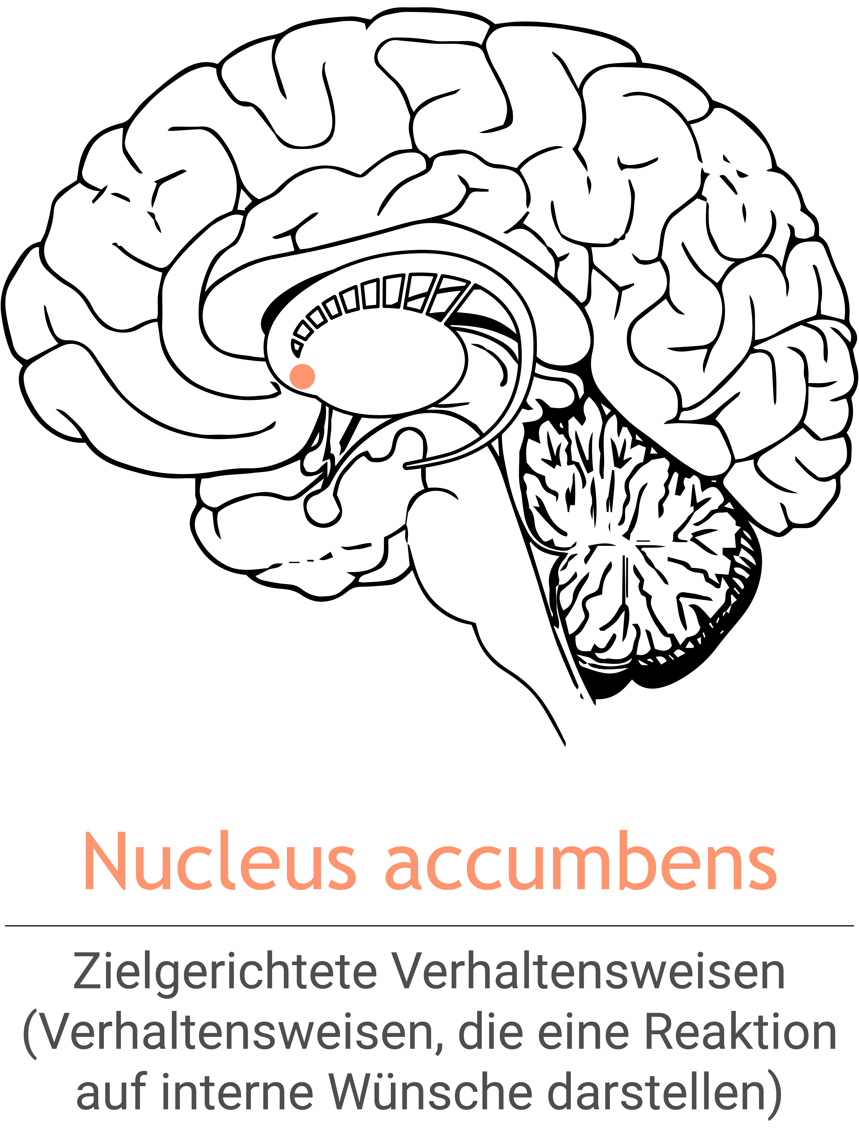 MSH_NucleusAccumbens_DE