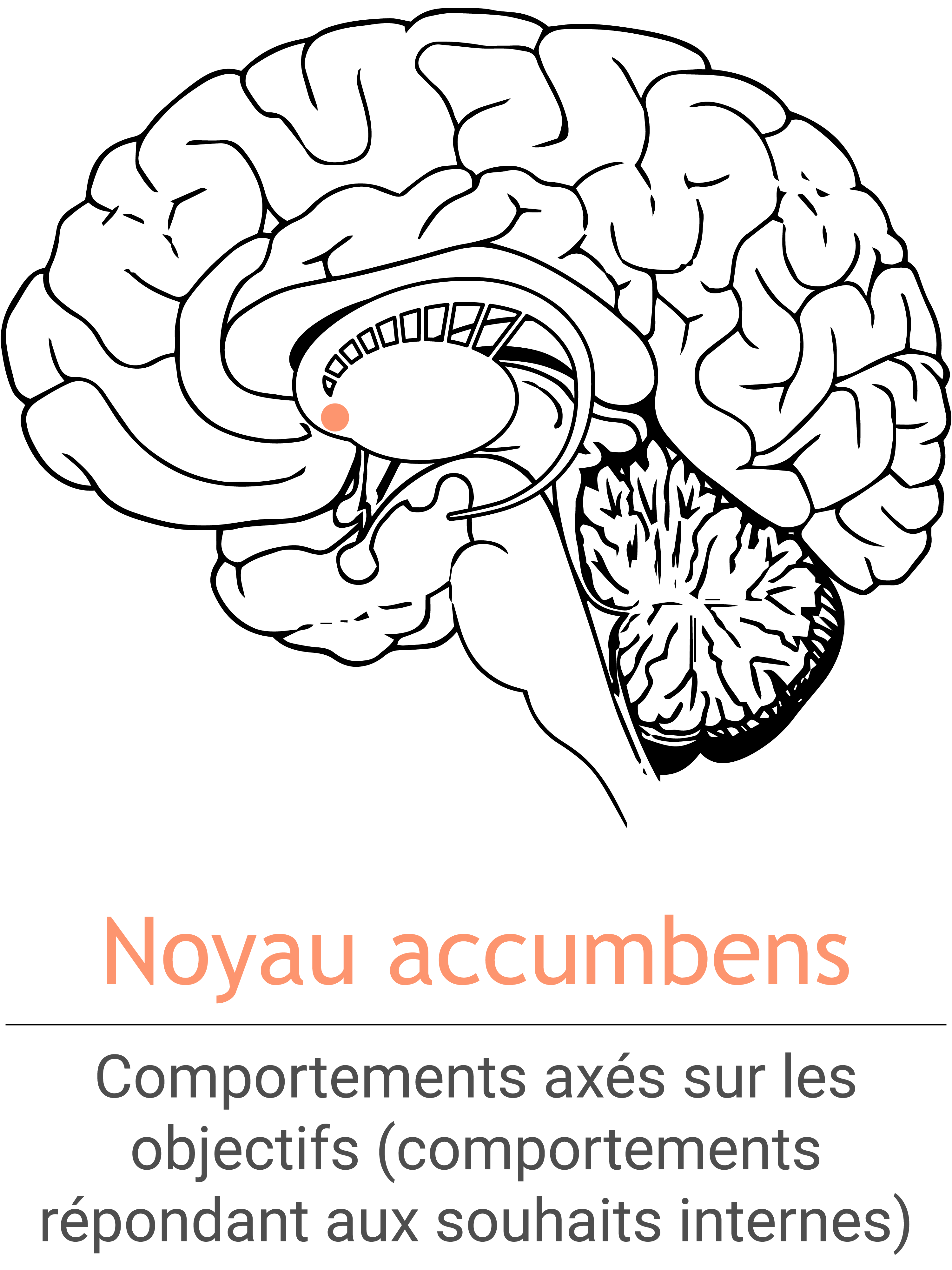 MSH_NucleusAccumbens_FR