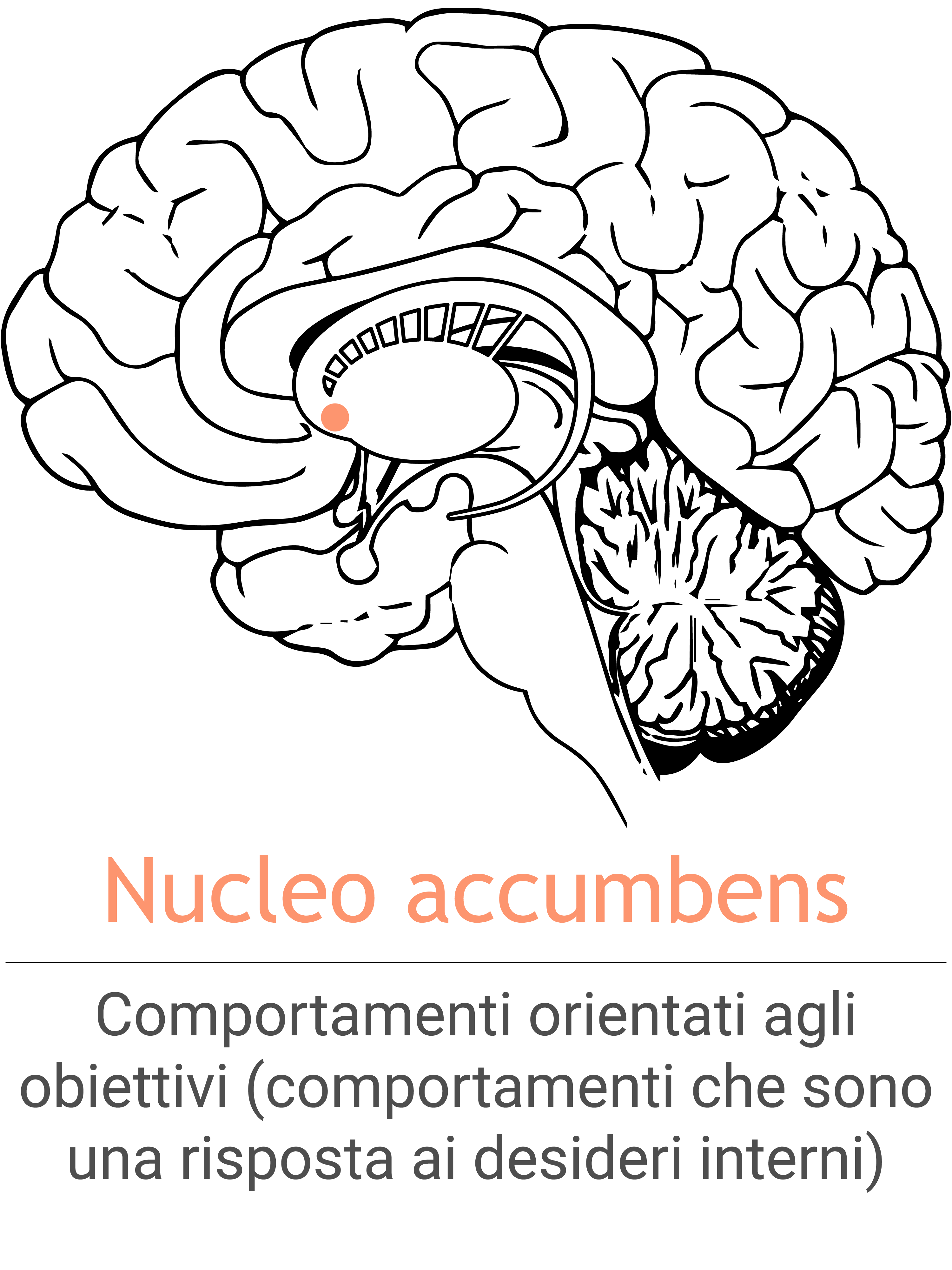 MSH_NucleusAccumbens_IT