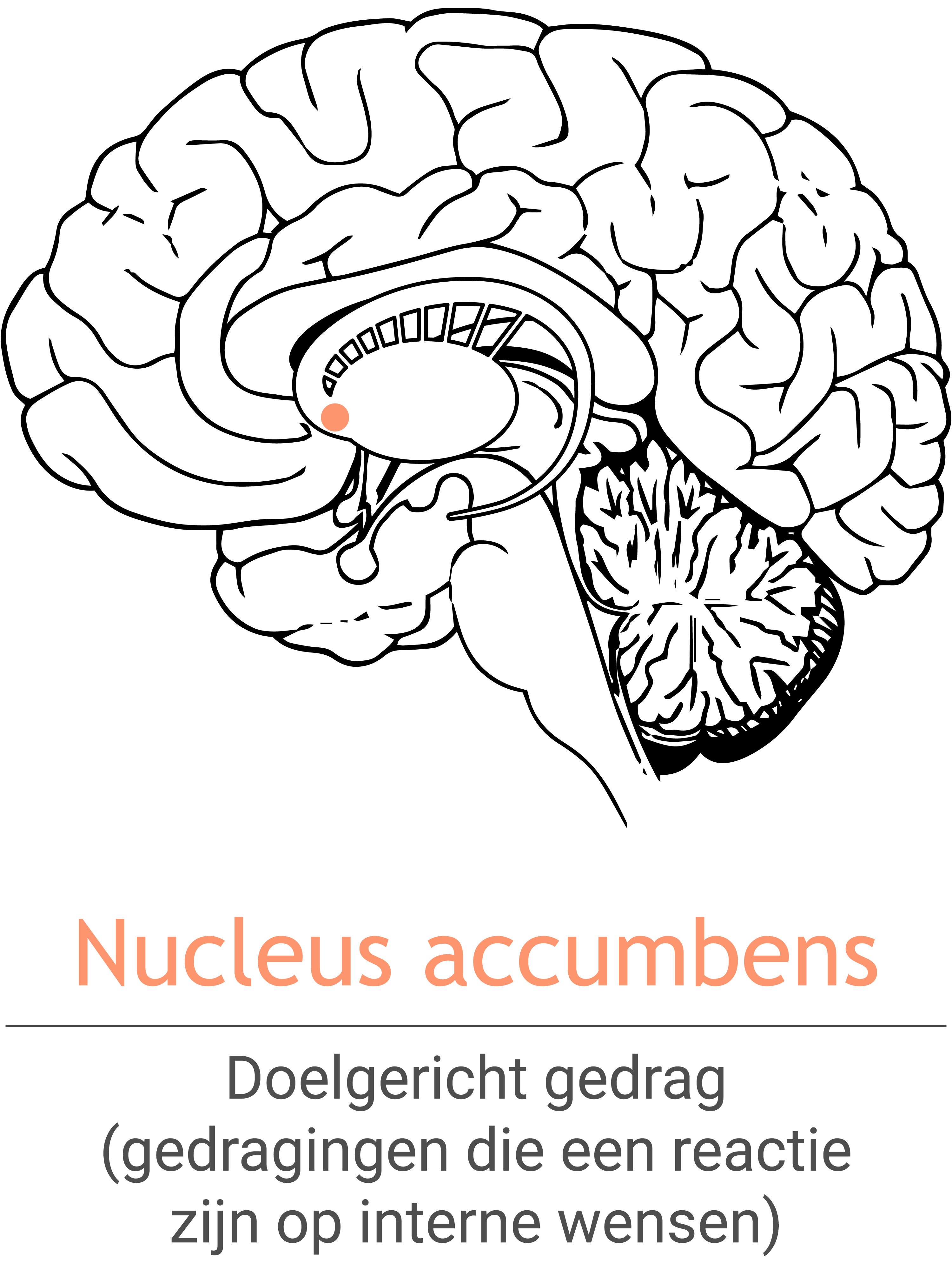 MSH_NucleusAccumbens_NL