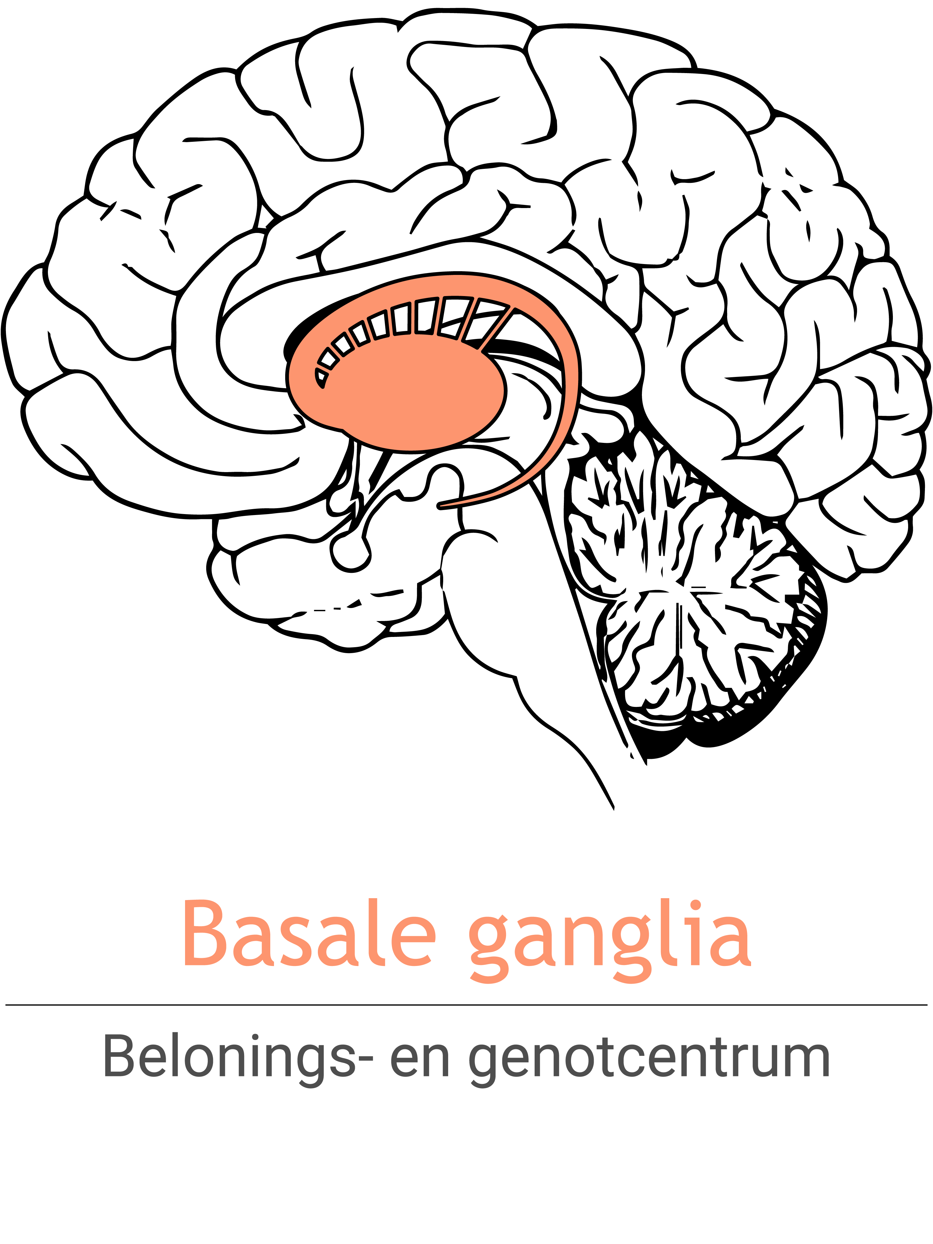 MSH_basalGanglia_NL