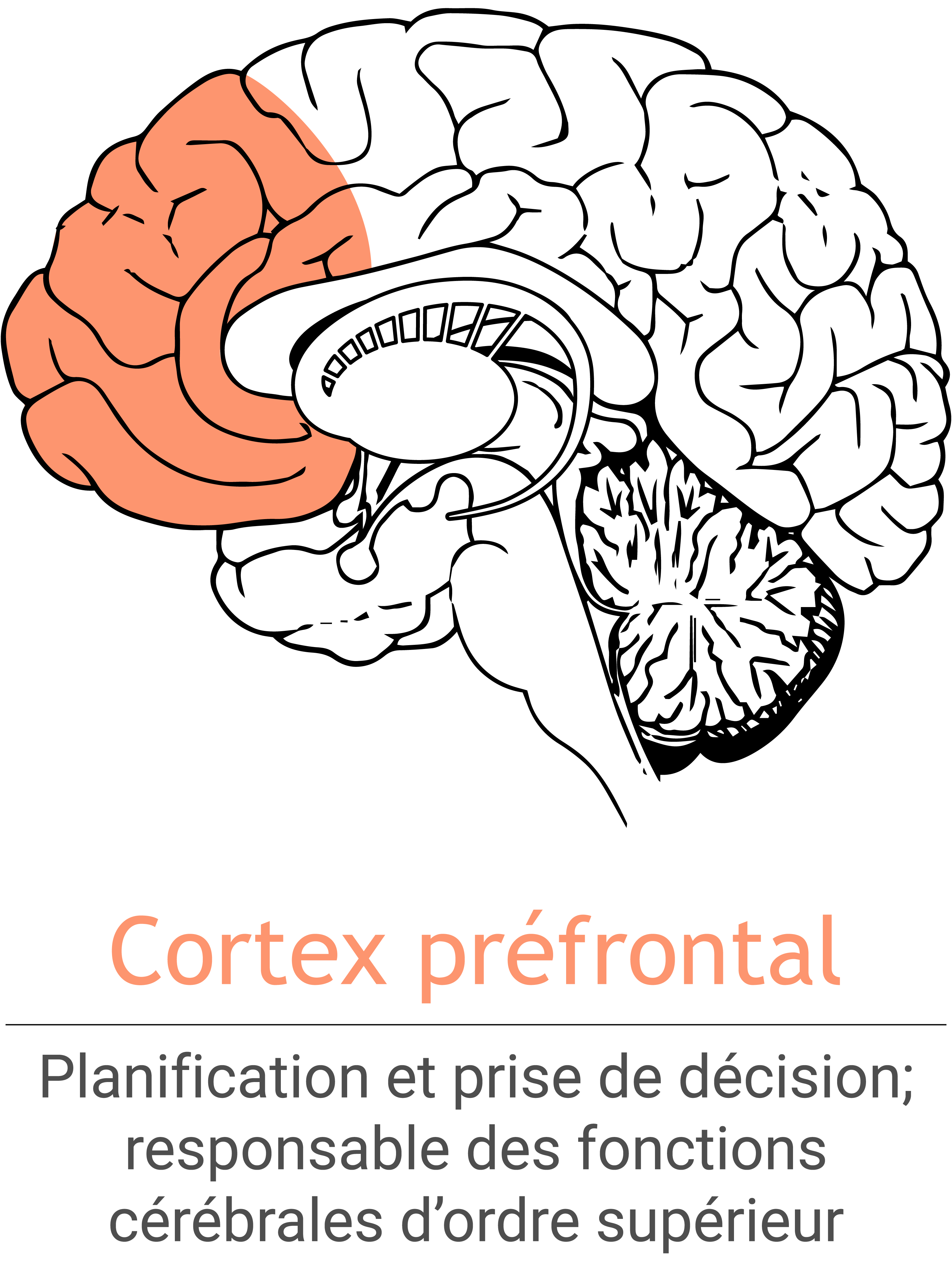 MSH_prefrontalCortex_FR