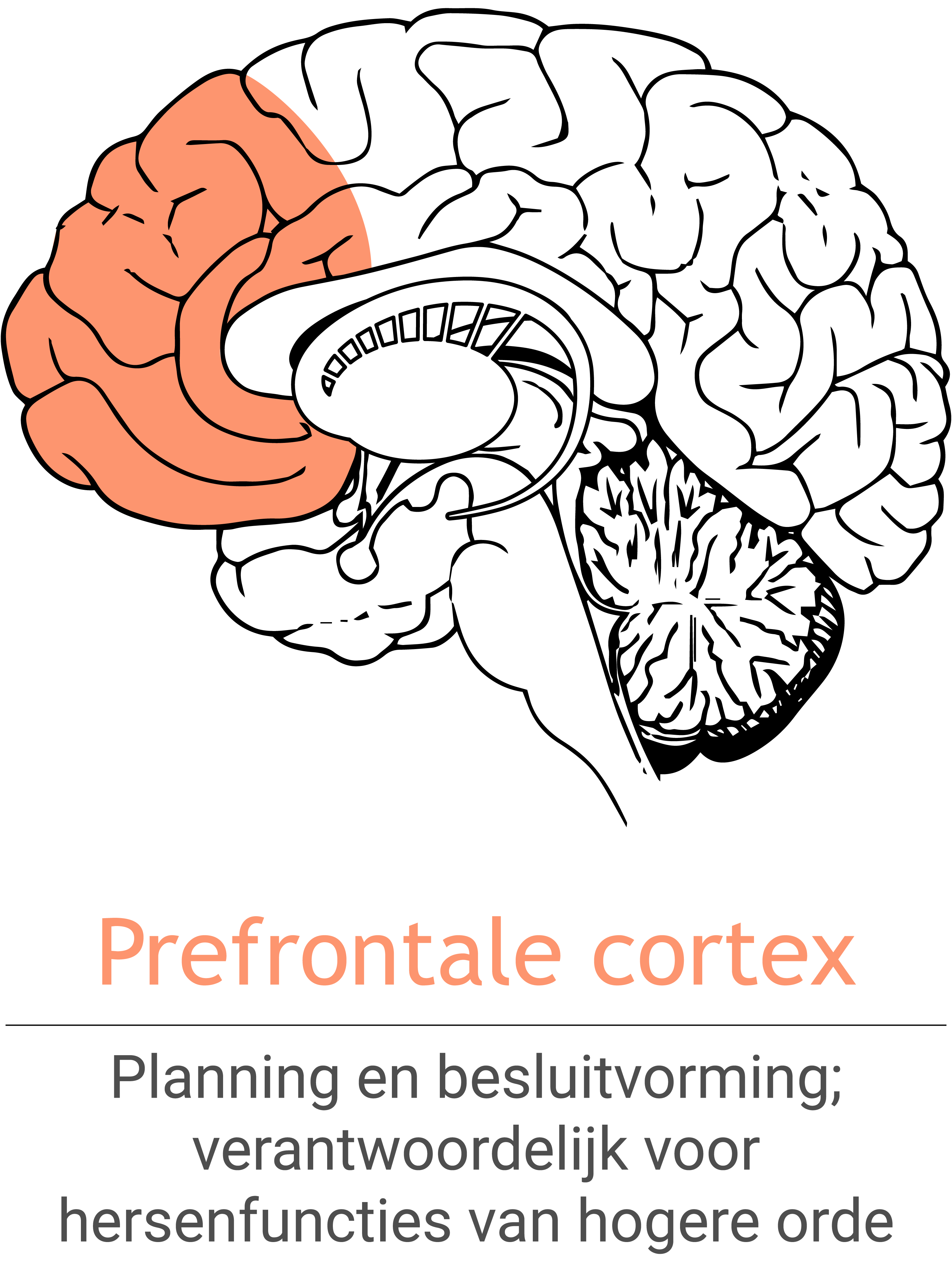 MSH_prefrontalCortex_NL